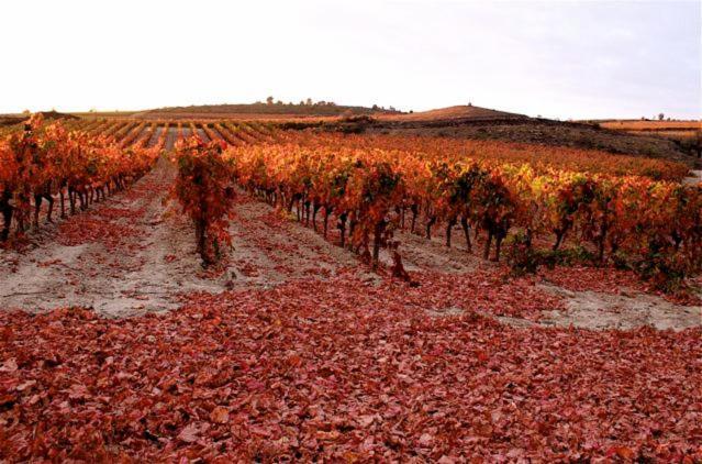 Maison Vigneronne De Bonne Maman - Climatisee Cesseras Zewnętrze zdjęcie